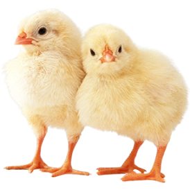 چشم انداز و استراتژی ها