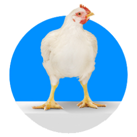 شرکت سپیدماکیان صفحه اصلی