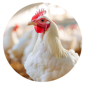 شرکت سپیدماکیان