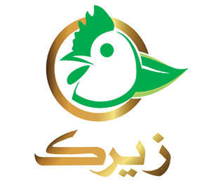 زیرک