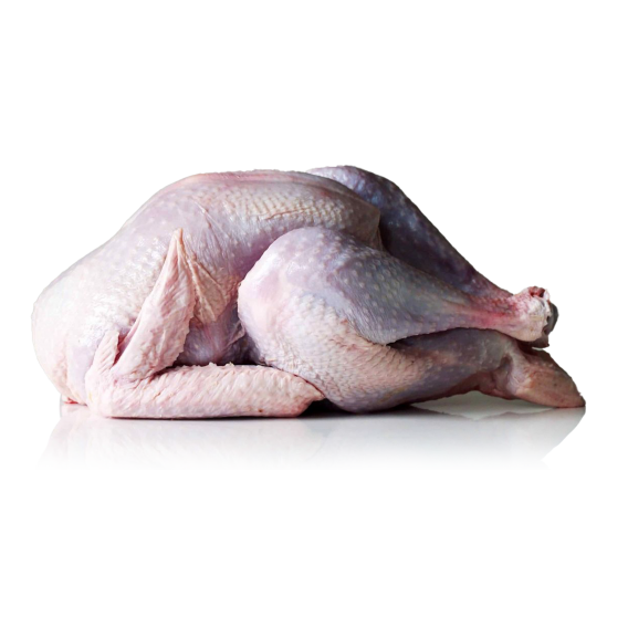 بوقلمون کامل