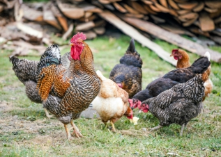 دسته بندی ویدیو