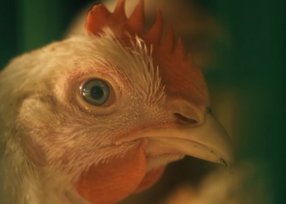 زنجیره‌ی کامل شرکت سپیدماکیان